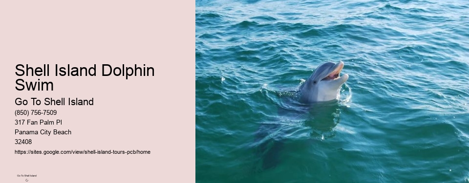 Shell Island Dolphin Swim